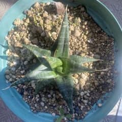 サンスベリア New Hybrid BLORONG 斑入り サンセベリア サンスベリア New Hybrid BLORONG 斑入り サンセベリア - メルカリ