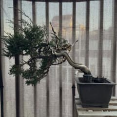 真柏 盆栽のサムネイル