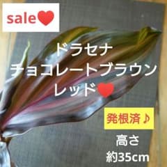 観葉植物】チョコレートブラウン レッド♥️発根済♪高さ約35cm - メルカリ