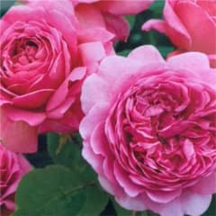 薔薇 挿し木苗のサムネイル