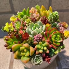 多肉植物のサムネイル