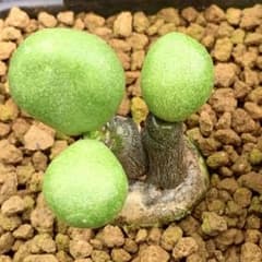 ぷくぷく！　チレコドン　ポドレイアエ　多肉植物　塊根植物　実生　ポドレイアエ ぷくぷく実生！ チレコドン ボドレイアエ 多肉植物 塊根植物 実生