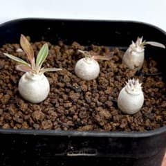 2 パキポディウム デンシカウレ 恵比寿大黒 実生 4株 塊根植物