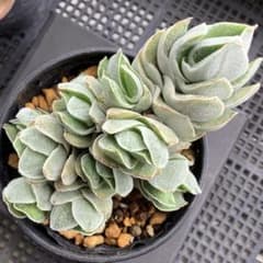 多肉植物 クラッスラ アイボリーパゴダ 激仔吹き株 抜き苗！！ - メルカリ