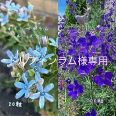 ドルフィンラム様専用 ×3のサムネイル