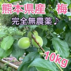 【neco様ご予約用】完全無農薬　熊本県産　梅の実　10キロ　【梅酒にどうぞ♪】のサムネイル