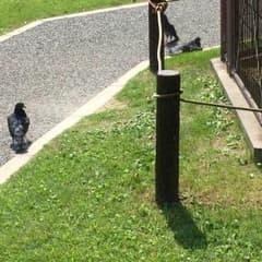 専用！リラックマのサムネイル