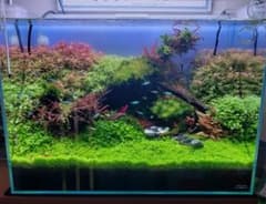 水草10種類セット！フードパックLサイズに詰めこみますのサムネイル