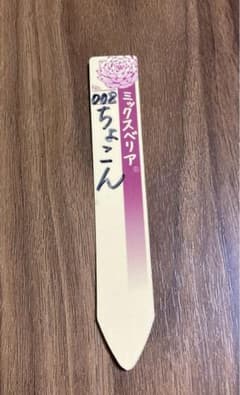 多肉植物 ちょこん 札のみ おらいさんのサムネイル