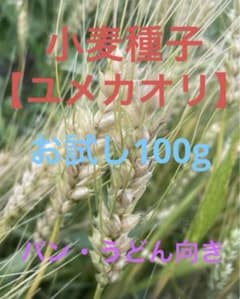 小麦の種子「ユメカオリ」100g  無農薬栽培のサムネイル