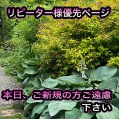 訳ありシャインマスカット　無限葡萄　最終収穫分のサムネイル