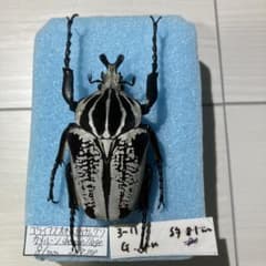 大特価最終】ゴライアスオオツノハナムグリ 標本 ハナムグリ - メルカリ