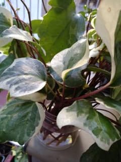 緑白斑入り 観葉植物 オカメヅタ3本プラス1本 挿し穂 約20セン前後