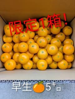美味しい有田みかん　早生みかん5㌔のサムネイル
