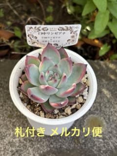 超希少 コキリノさん苗 臼中リンゼアナ 札付き 多肉植物 - メルカリ