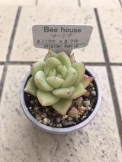 多肉植物bee houseマーシアのサムネイル