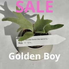 メルカリ便】P. wilinckii Golden Boy spore【36】 - メルカリ