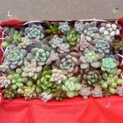 多肉植物 カット苗 詰め合わせのサムネイル
