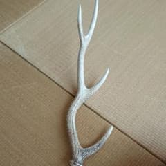 鹿の角のサムネイル
