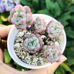 桃雫（ももしずく） エケベリア 多肉植物 - メルカリ