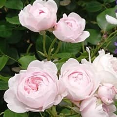 お値下げしました!クリスティアーナ大きめ赤ちゃん薔薇苗です♪＆おまけ苗付き♪のサムネイル
