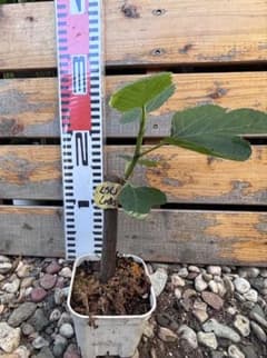 いちじく　希少小苗　LSU Late Blackのサムネイル