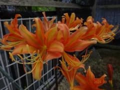 リコリス◆希少種【紅サツマ】大1球◆山野草 ヒガンバナ 彼岸花 球根！9のサムネイル