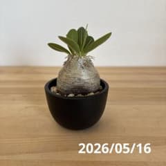 パキポディウム　ブレビカウレ　恵比寿笑い　現地株　プラ鉢ごと発送 パキポディウム ブレビカウレ 恵比寿笑い 発根済み 現地株 プラ鉢ごと