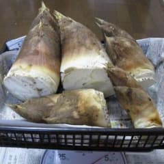 竹の子3 約4kg 掘りたて 本日発送 ぬか付き タケノコ たけのこのサムネイル