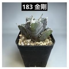 183 アガベ チタノタ 金剛 - メルカリ
