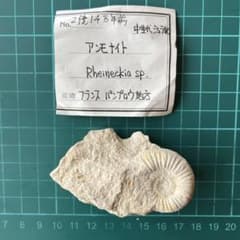 アンモナイト 化石 標本 Rheineckia sp. フランス産のサムネイル