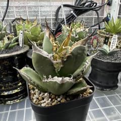 アガベ oaxaca 実生 オアハカ - メルカリ