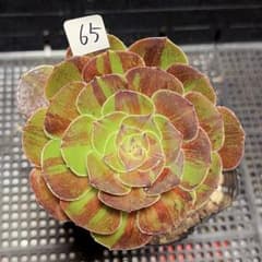 65 #多肉植物アエオニウム錦❤️ カルミン*エメラルド ❤️8頭32cm拨き苗 65#観葉植物 アエオニウム錦❤️花月夜錦❤️1大頭1小頭11cm 拔き苗