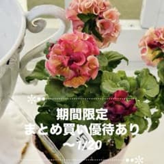 Sakuさま　Ｒ２７♥アール・ド・フルール♥人気品種♥花苗ポットごと発送♥ Sakuさま R27♥アール・ド・フルール♥人気品種♥花苗ポットごと