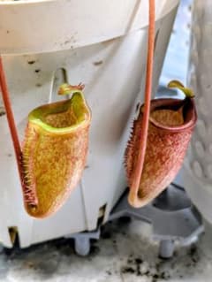 ひ*ろ様 7月末までの限定値下げ　ネペンテス　N.アッテンボロギー　食虫植物　ウ ひ*ろ様 7月末までの限定値下げ ネペンテス N.アッテンボロギー 食虫