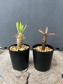 パキポディウム アンボンゲンセ➕バロニー　国内実生のサムネイル