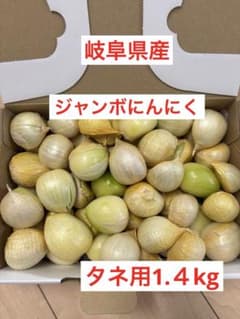 岐阜県産ジャンボにんにく タネ用1.4kg - メルカリ