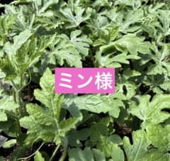 ミン様　スイカ接木苗 ミン様 スイカ接木苗 - メルカリ