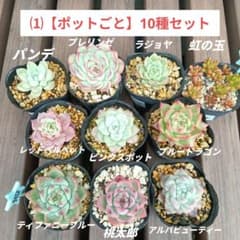 毒りんご　札付きポットごとメルカリ便 ⑴【ポットごと】10種セット☆多肉植物☆メルカリ便 - メルカリ