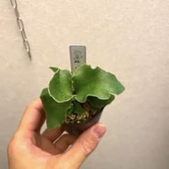 ビカクシダ P.Ginka spore pup BACK PLAIN PLANTS P. ' Ginka ' spore #ビカクシダ #観葉植物