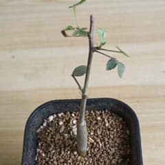 513 コミフォラ エイル Commiphora spp 実生 簡単に葉が落ちる 513 コミフォラ エイル Commiphora spp 実生 簡単に葉が落ちる - メルカリ