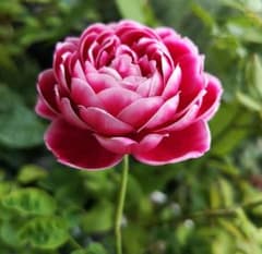 バラ苗( かなり小さい苗 ) 宅急便コンパクトで発送いたしますのサムネイル