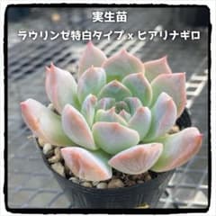 多肉植物 エケベリア 実生苗 ラウリンゼ特白タイプx ヒアリナギロ ⓑ 抜き苗のサムネイル