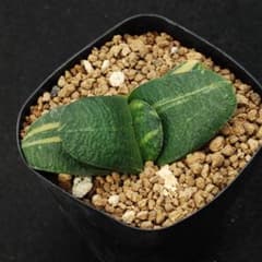 ガステリア　臥牛錦　多肉植物260531のサムネイル