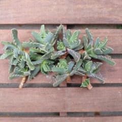 多肉植物 フォーカリア 抜き苗 - メルカリ