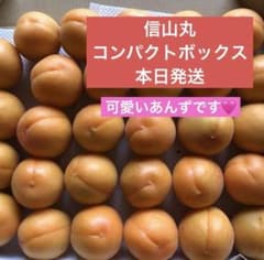 ○信山丸約1kg ○シロップ漬に最適！信州産 あんずアプリコット - メルカリ