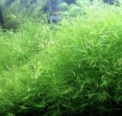 水草 ナヤス 大盛10gのサムネイル