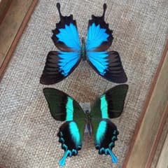 蝶標本 オオルリアゲハ オオルリオビアゲハ 東南アジア産 - メルカリ