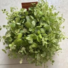 ペペロミア 観葉植物　美衣子 ④のサムネイル