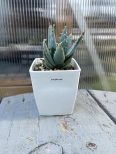 A*A様 Aloe peglerae アロエ ペグレラエ 多肉植物のサムネイル
